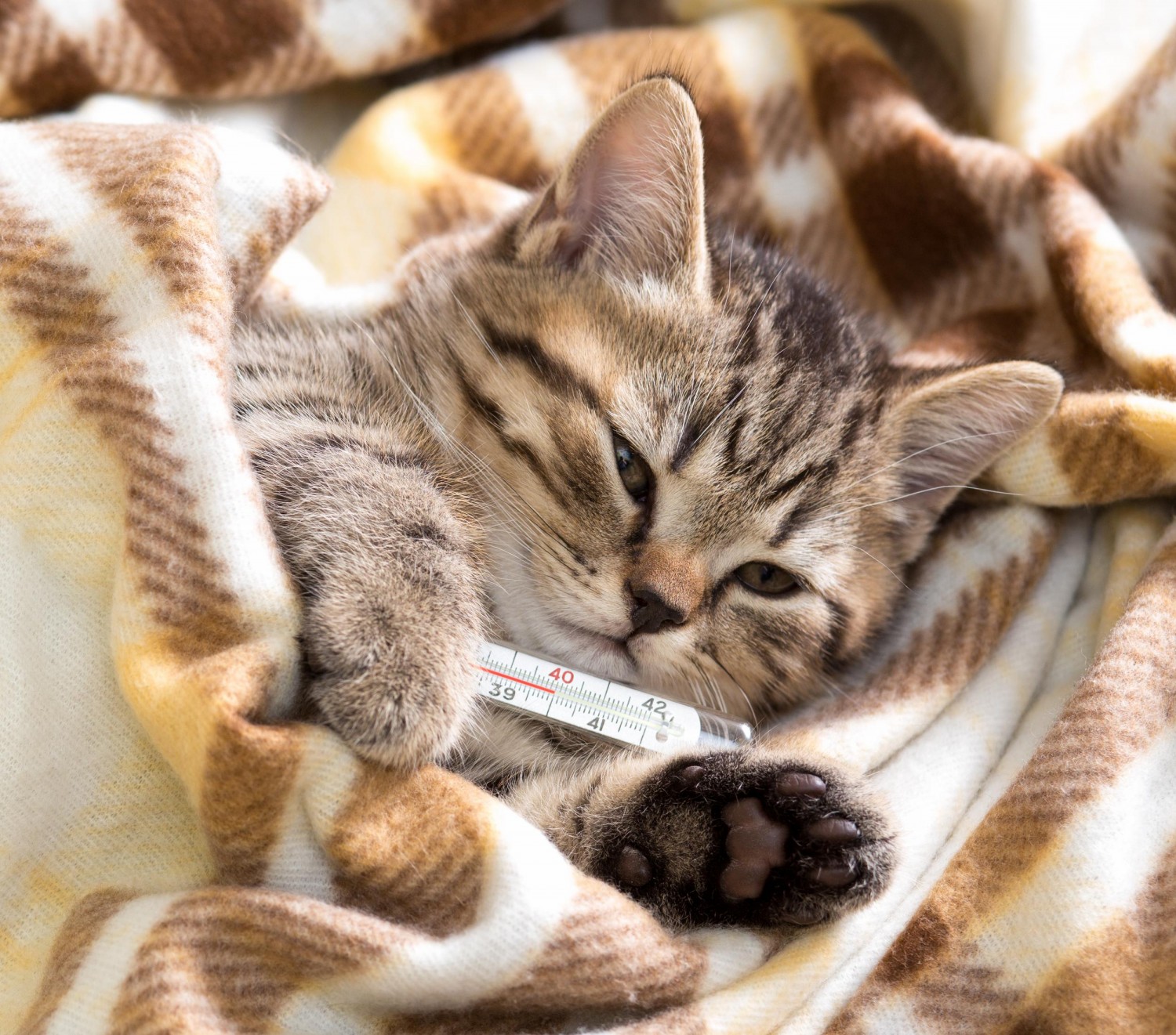 Cat wrapped in blanket Cat wrapped in blanket