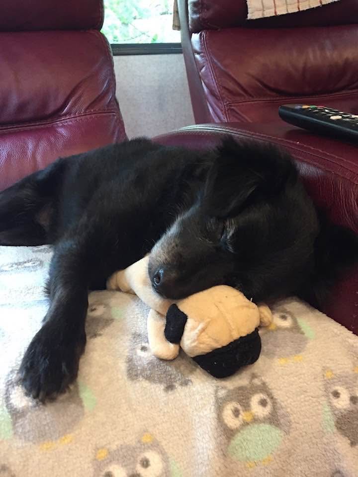 Yogi Bear 
