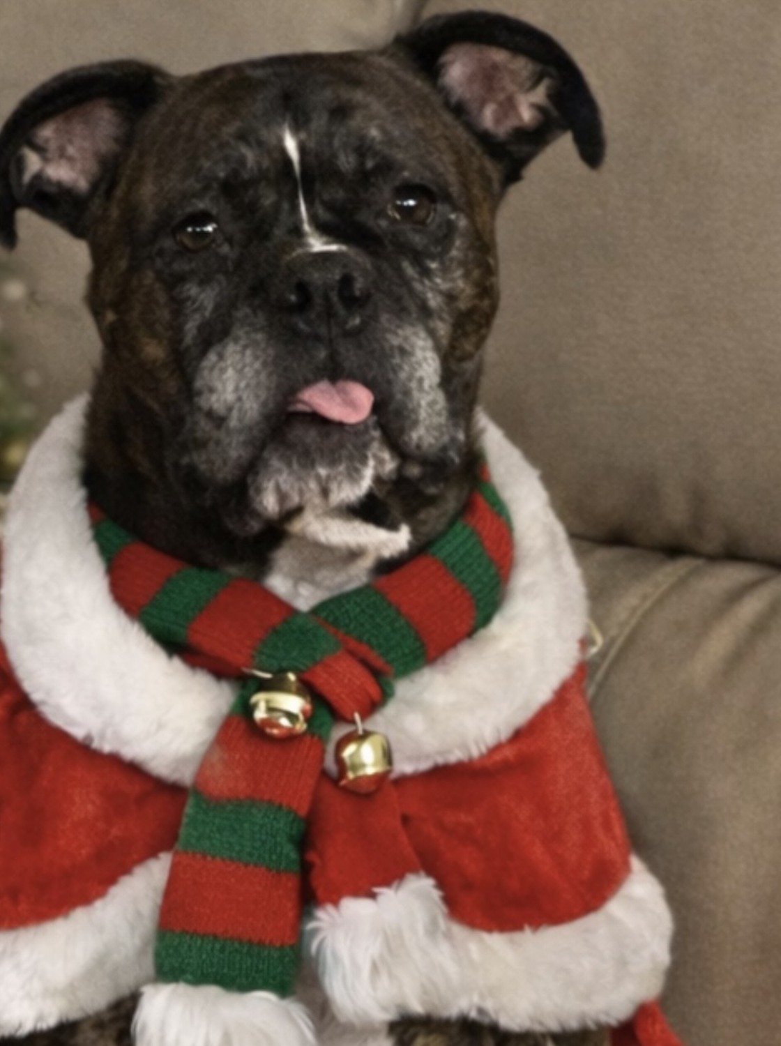 Dog with Santa Costume on