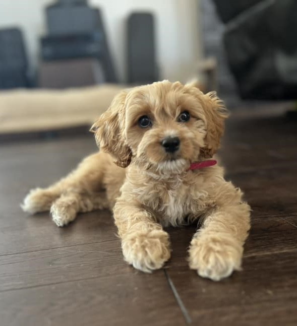 Picture of puppy lounging 