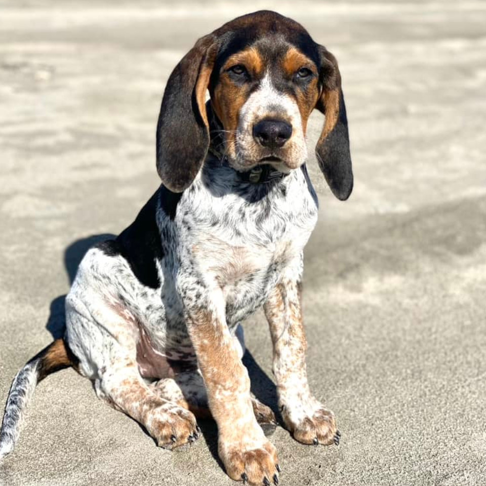 Dog standing on a beach