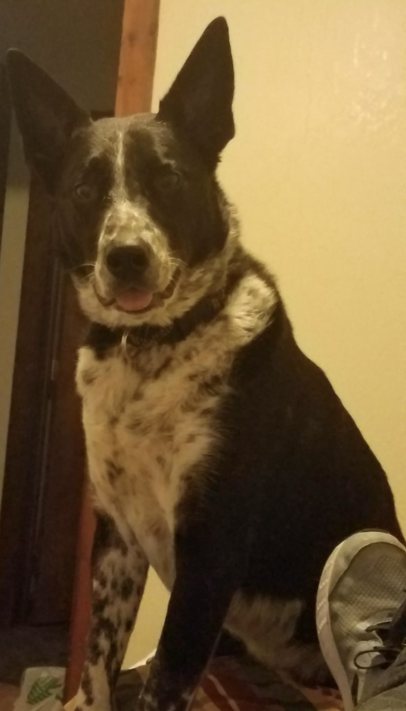Cooper